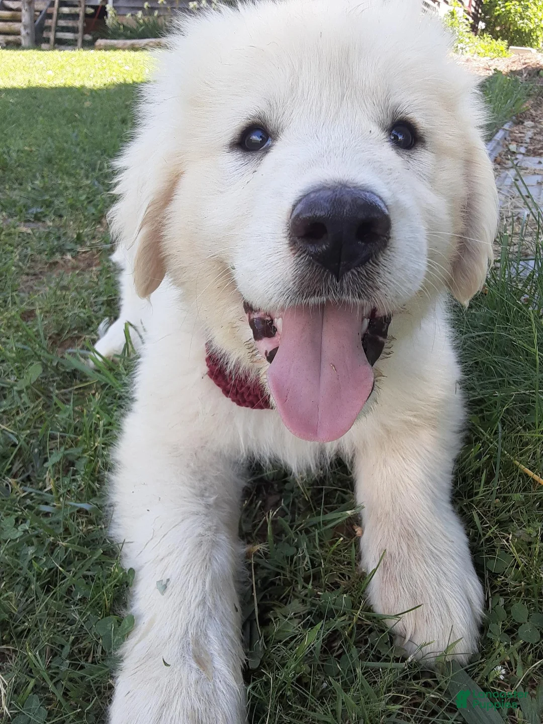 Great Pyrenees dogs for sale: Abilene - Ad 2
