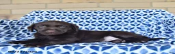 Labrador Retriever dogs for sale: Callie - Ad 2
