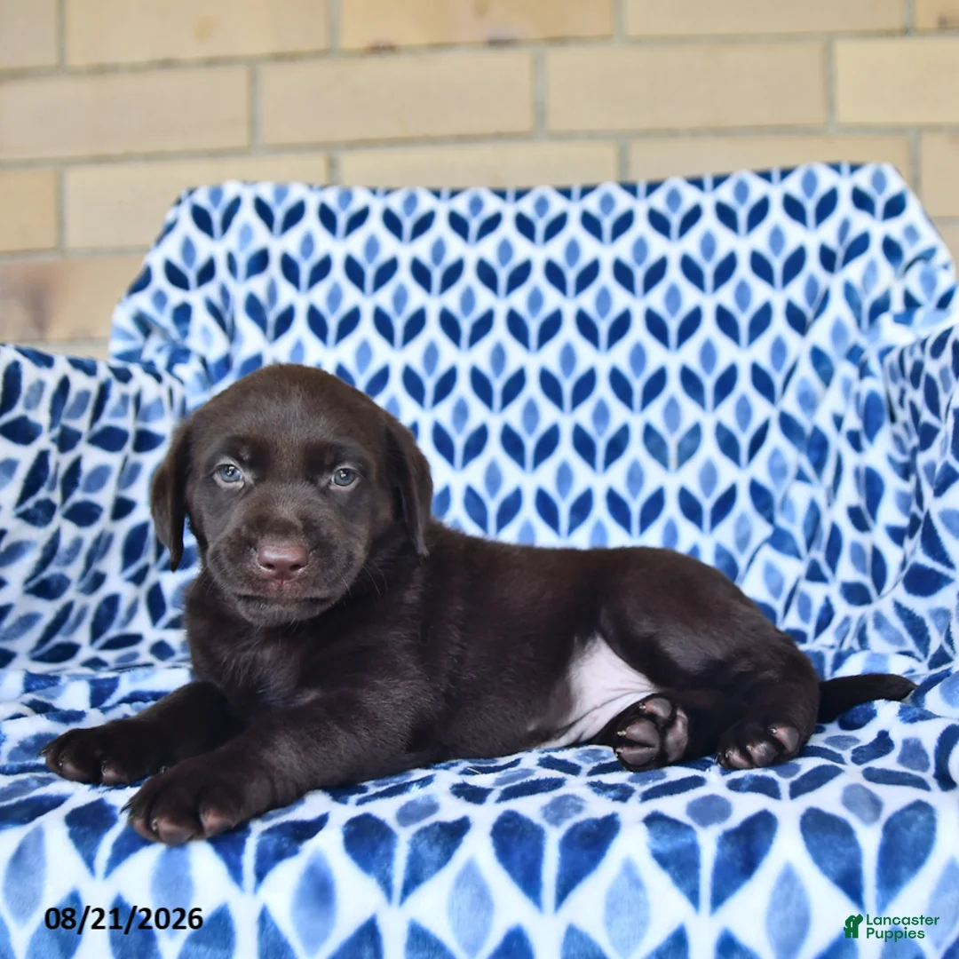 Labrador Retriever dogs for sale: Callie - Ad 2