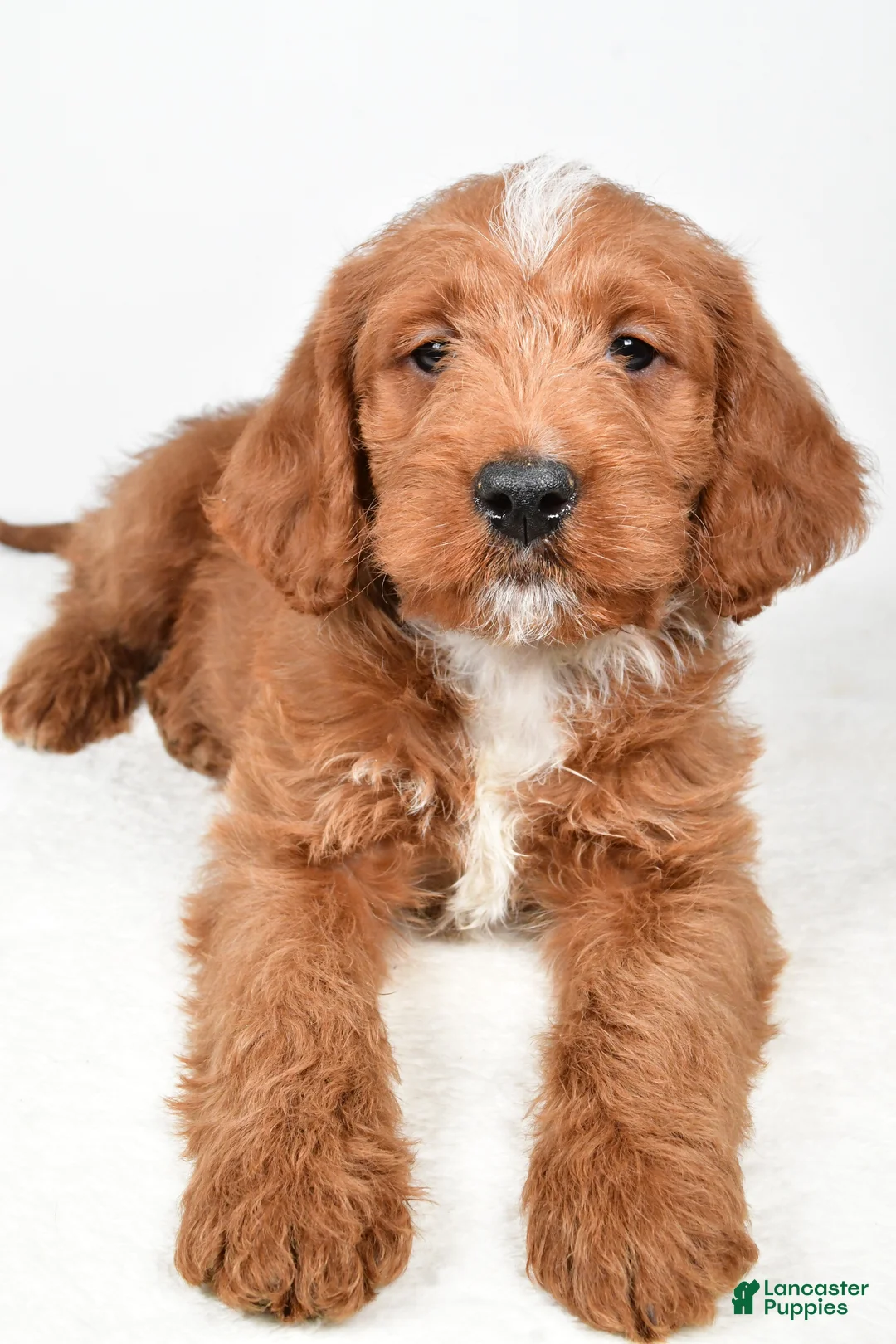 Labradoodle dogs for sale: Nacho - Ad 3