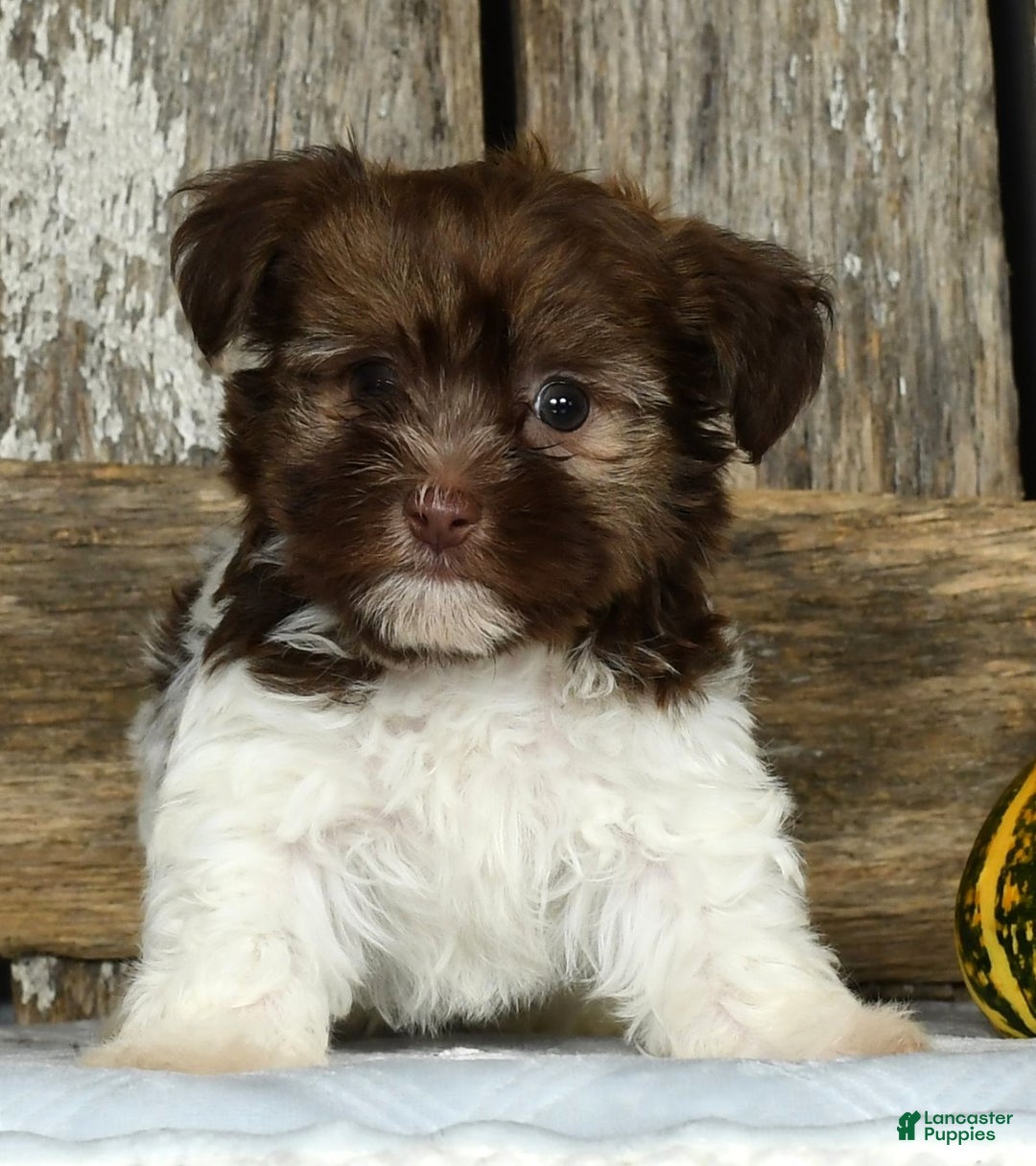 Havanese dogs for sale: Freddy - Ad 5