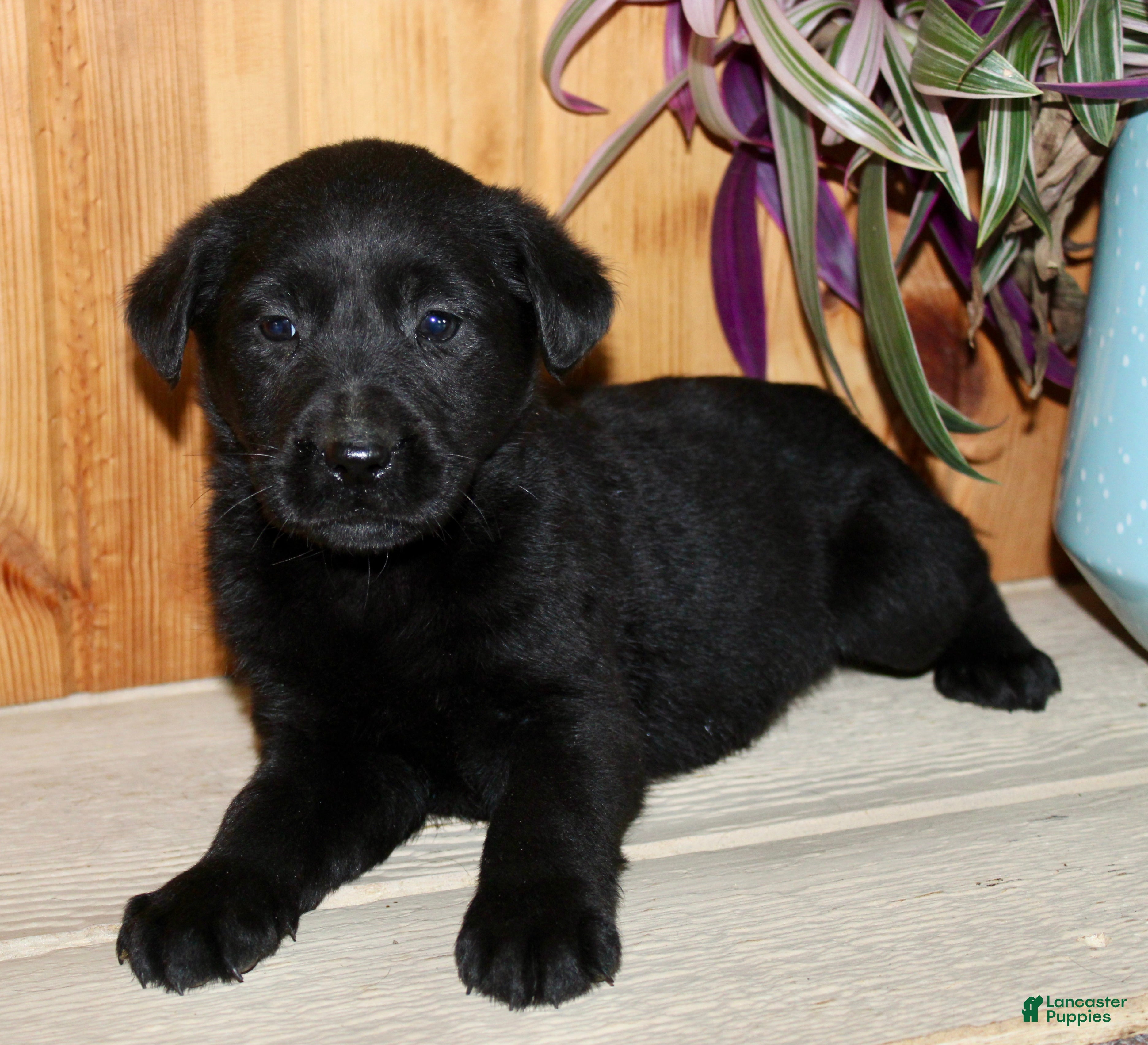Labrador Retriever dogs Labrador Retriever Puppy 4 - Ad 1