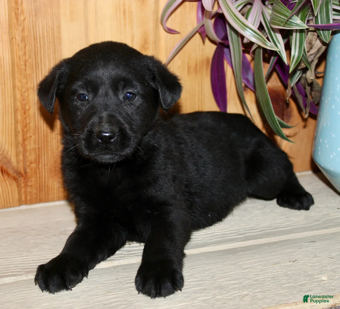 Labrador Retriever dogs for sale: Nola - Ad 1