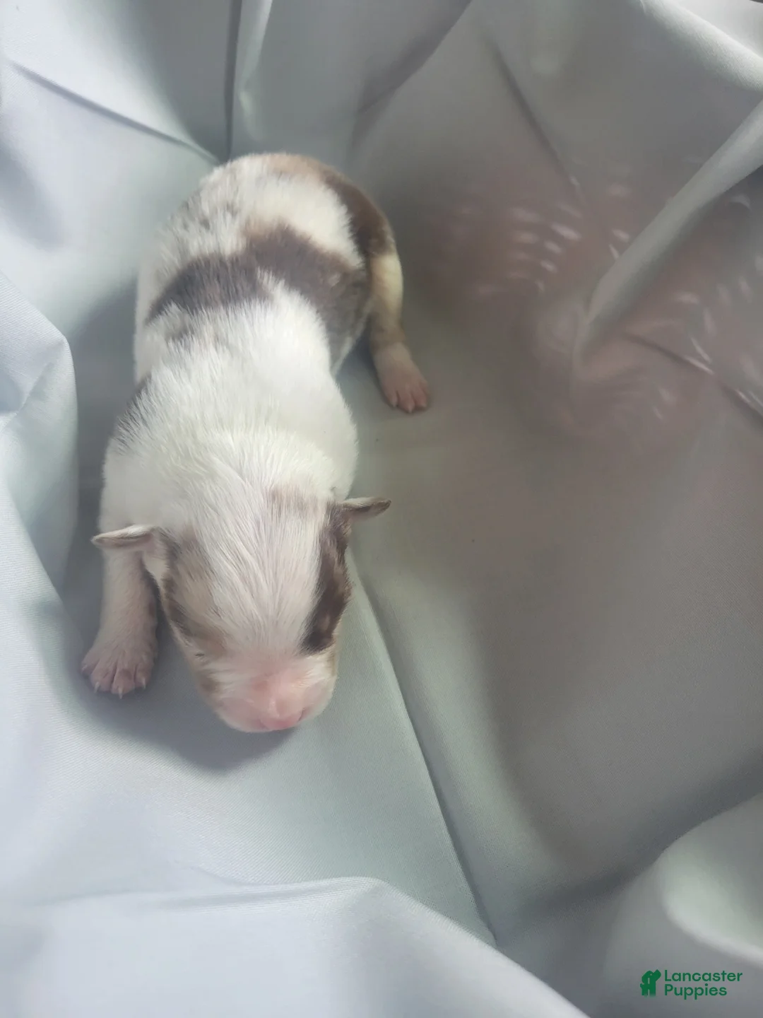 Australian Shepherd dogs for sale: Australian Shepherd 2 - Ad 2