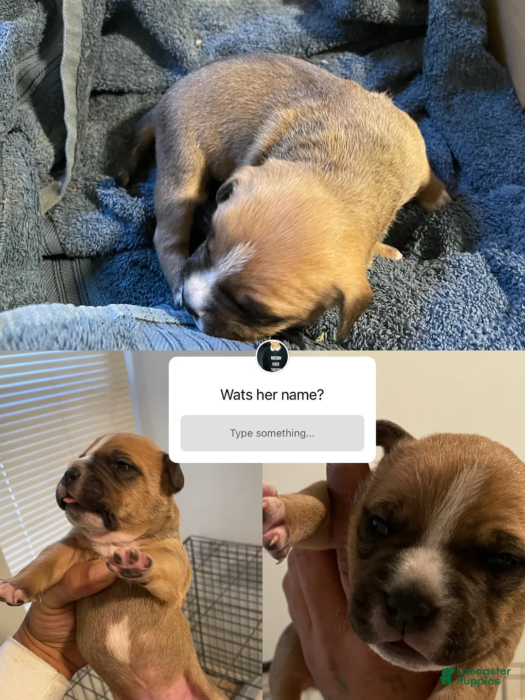 American Bully dogs for sale: American Bully Puppy 5 - Ad 1