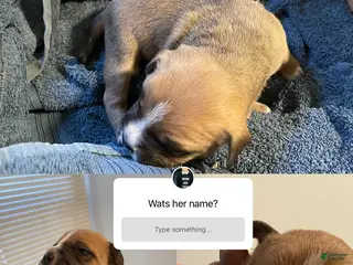 American Bully dogs American Bully Puppy 5 - Ad 15