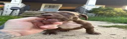 American Bully dogs for sale: Prince - Ad 1