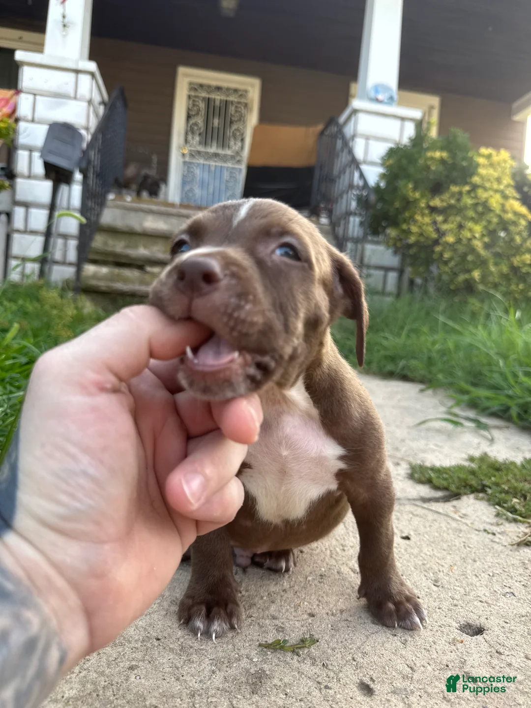 American Bully dogs for sale: Prince - Ad 1