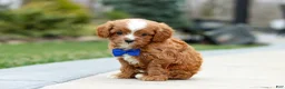 Cavapoo dogs for sale: Archie - Ad 6