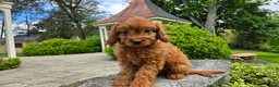Cavapoo dogs for sale: Hudson - Ad 5
