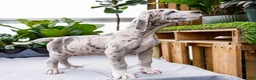Great Dane dogs for sale: Mozark - Ad 13