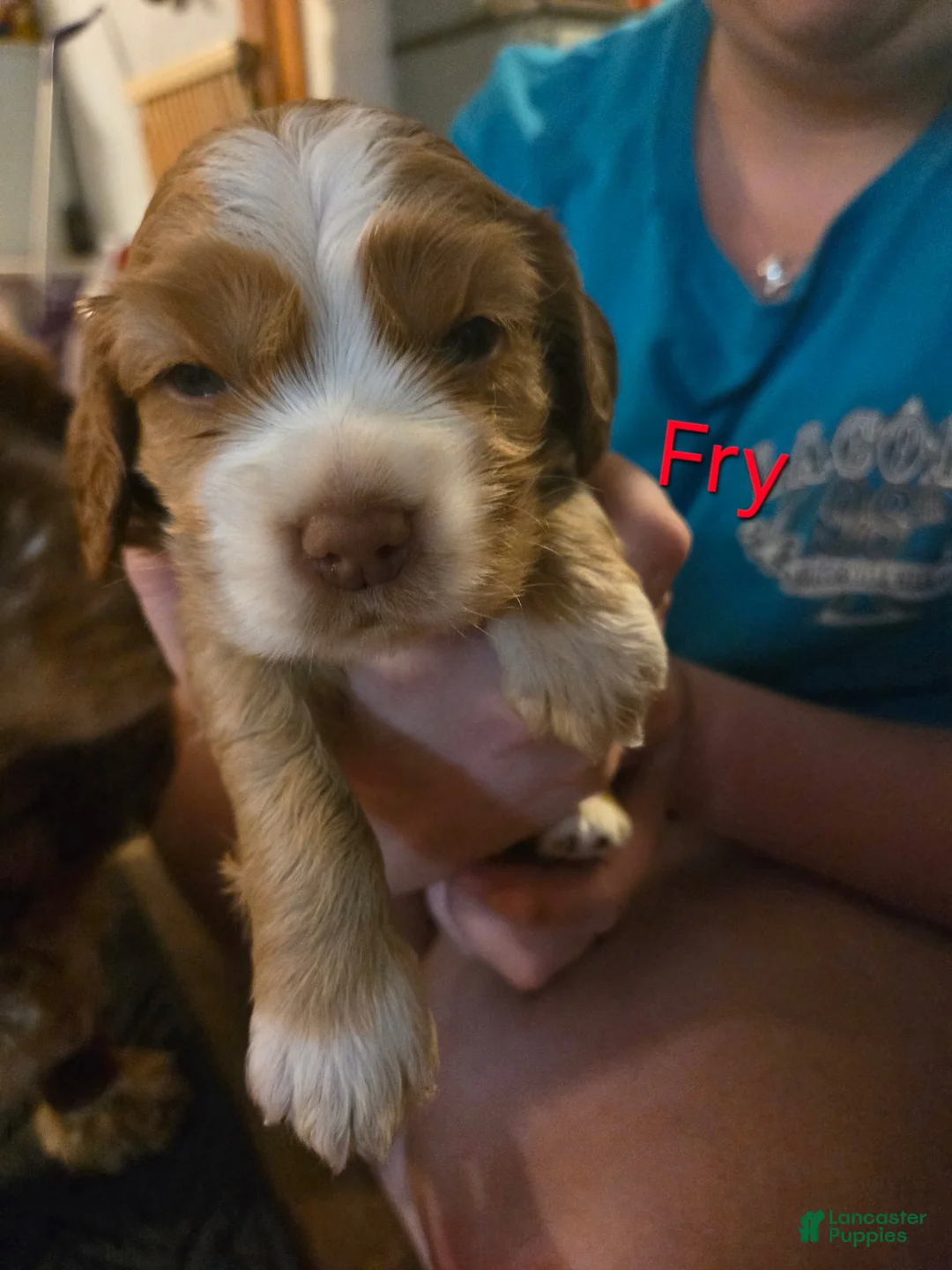 Cocker Spaniel dogs for sale: Frye - Ad 2