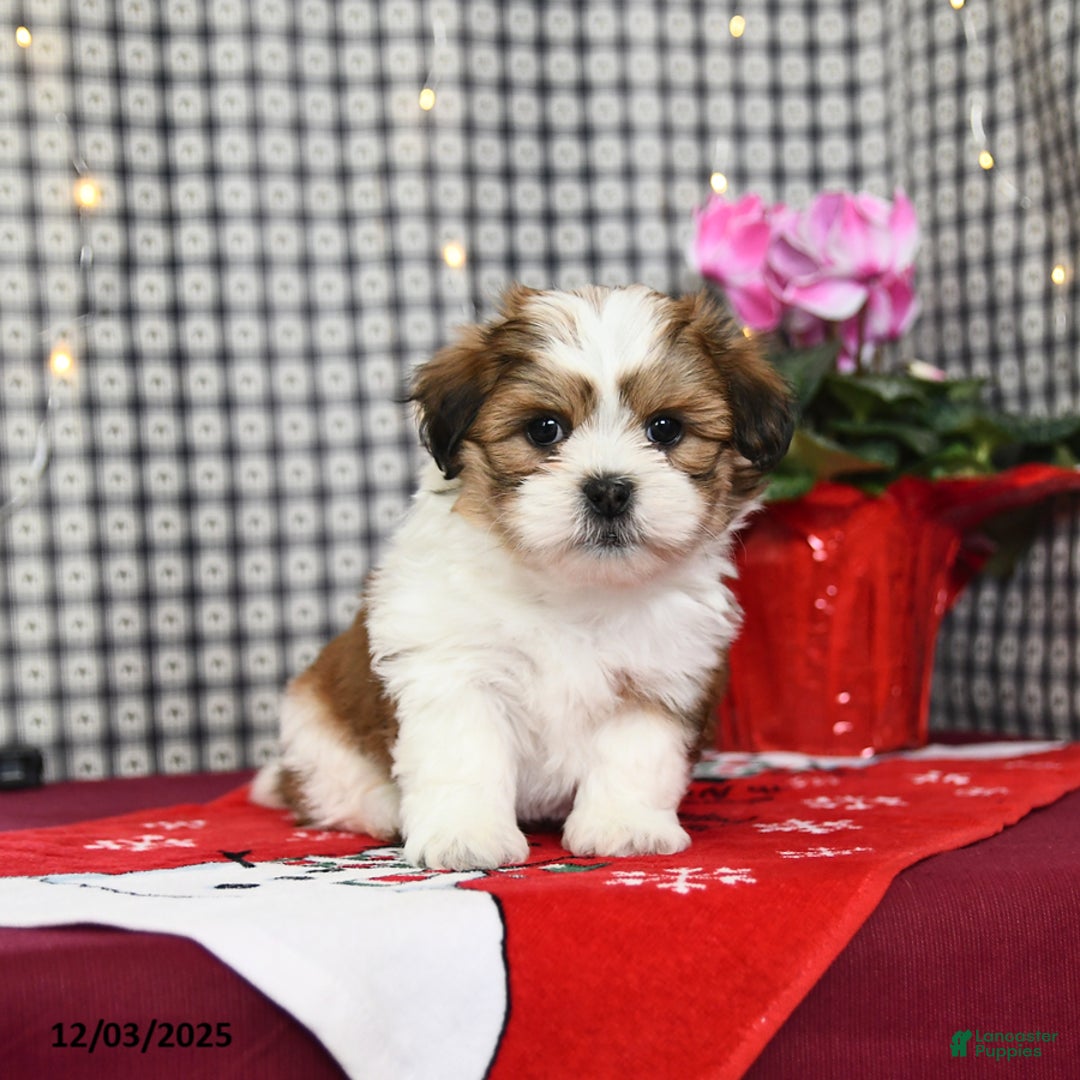 Malshi dogs for sale: Happy - Ad 2