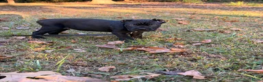 Cane Corso 5