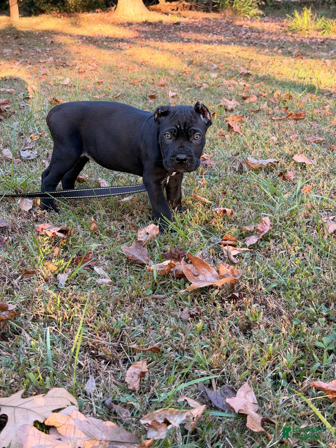 Cane Corso dogs for sale: Cane Corso 5 - Ad 1