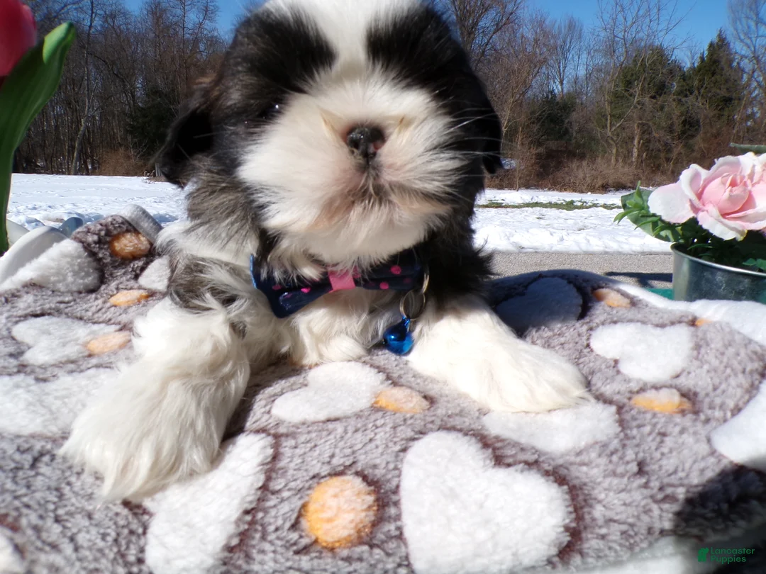 Shih Tzu dogs for sale: Shih Tzu Puppy 3 Leo - Ad 1