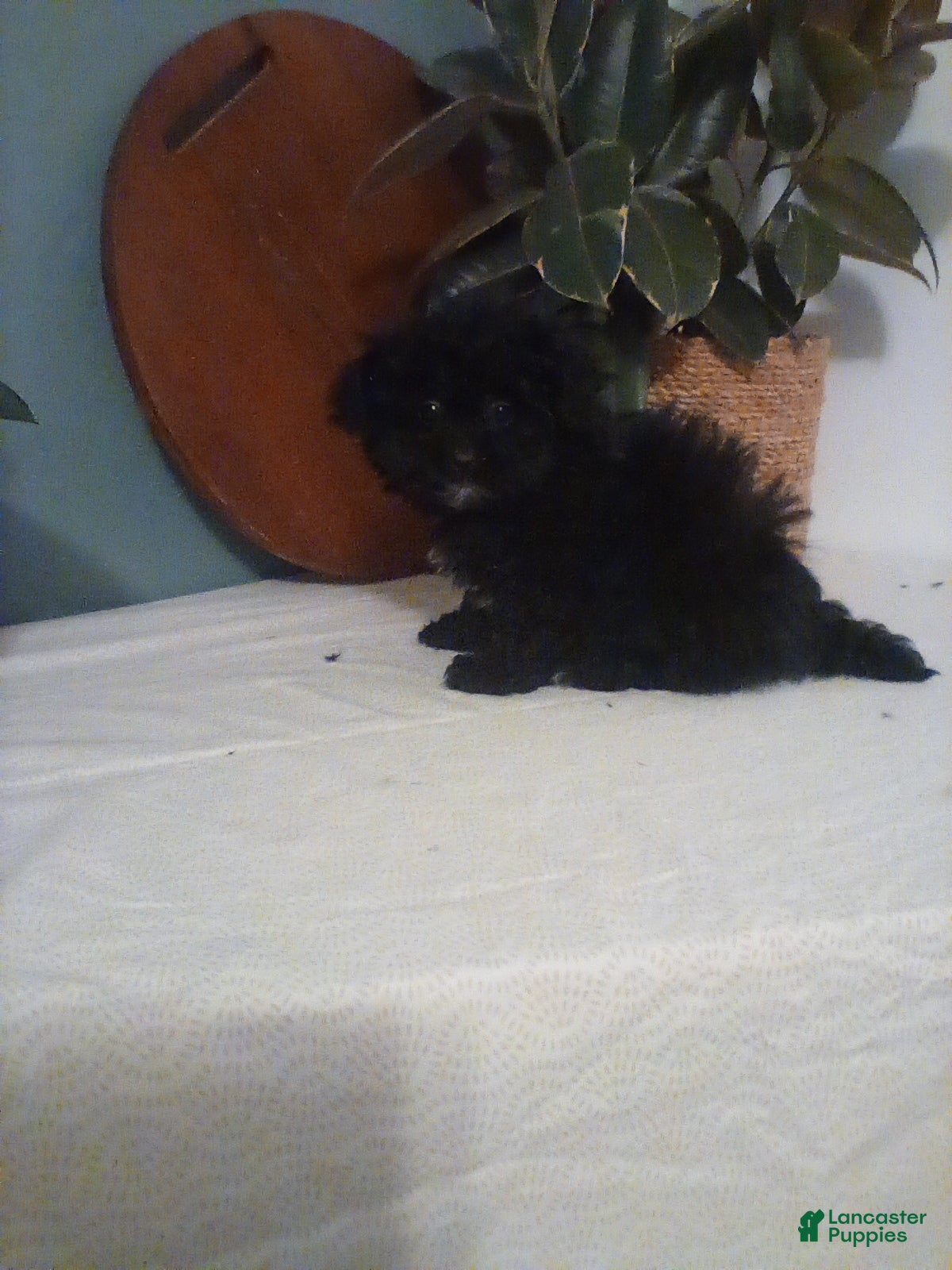 Shih Tzu dogs Shih Tzu Puppy 2 - Ad 24