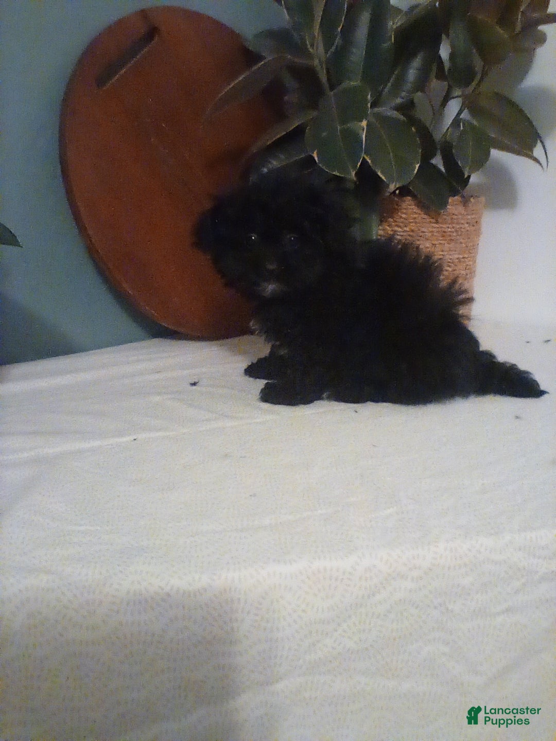 Shih Tzu dogs for sale: Shih Tzu Puppy 2 - Ad 1