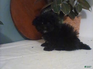 Shih Tzu dogs Shih Tzu Puppy 2 - Ad 36