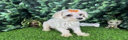 Morkie dogs for sale: Morkie Puppy 2 - Ad 7