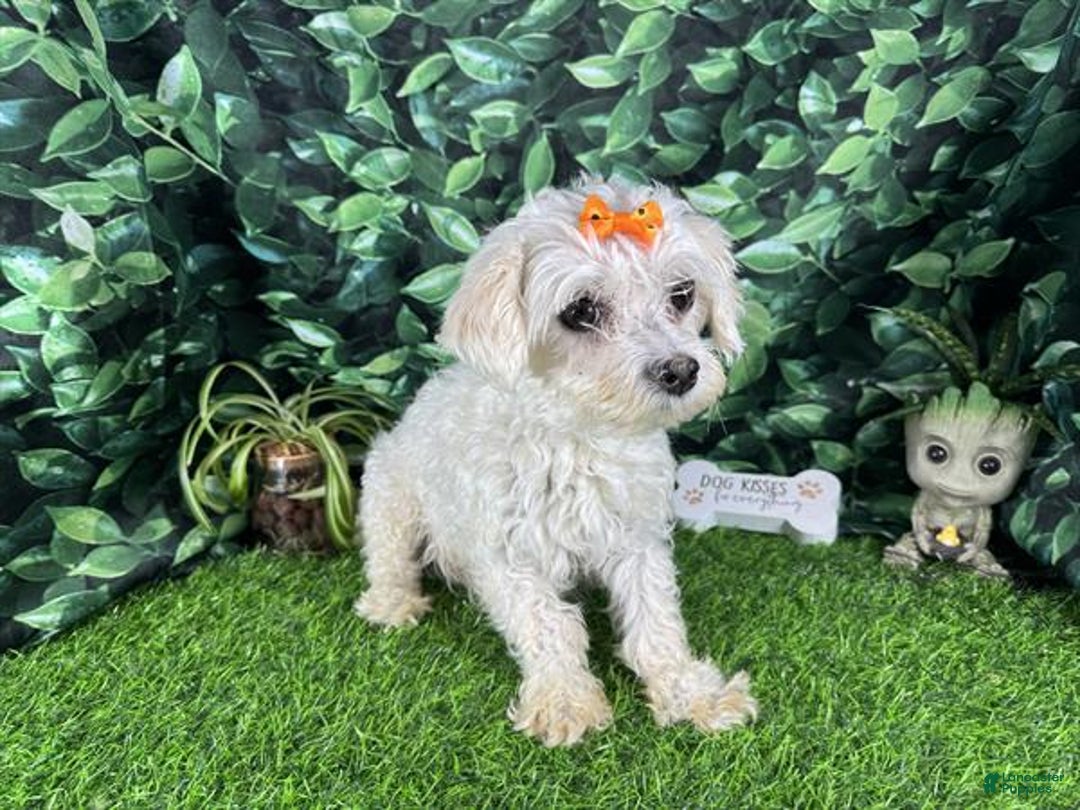 Morkie dogs for sale: Morkie Puppy 2 - Ad 7