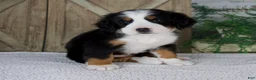 Bernese Mountain Dog dogs for sale: Eva - Ad 5