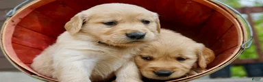 Golden Retriever Puppy 4