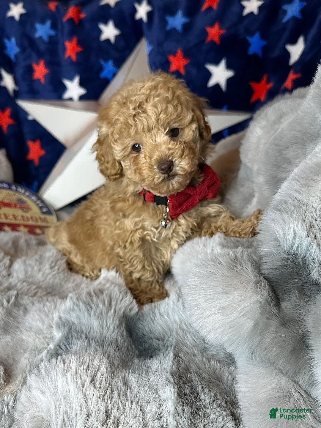 Toy Poodle dogs for sale: Yankee-Doodle - Ad 2