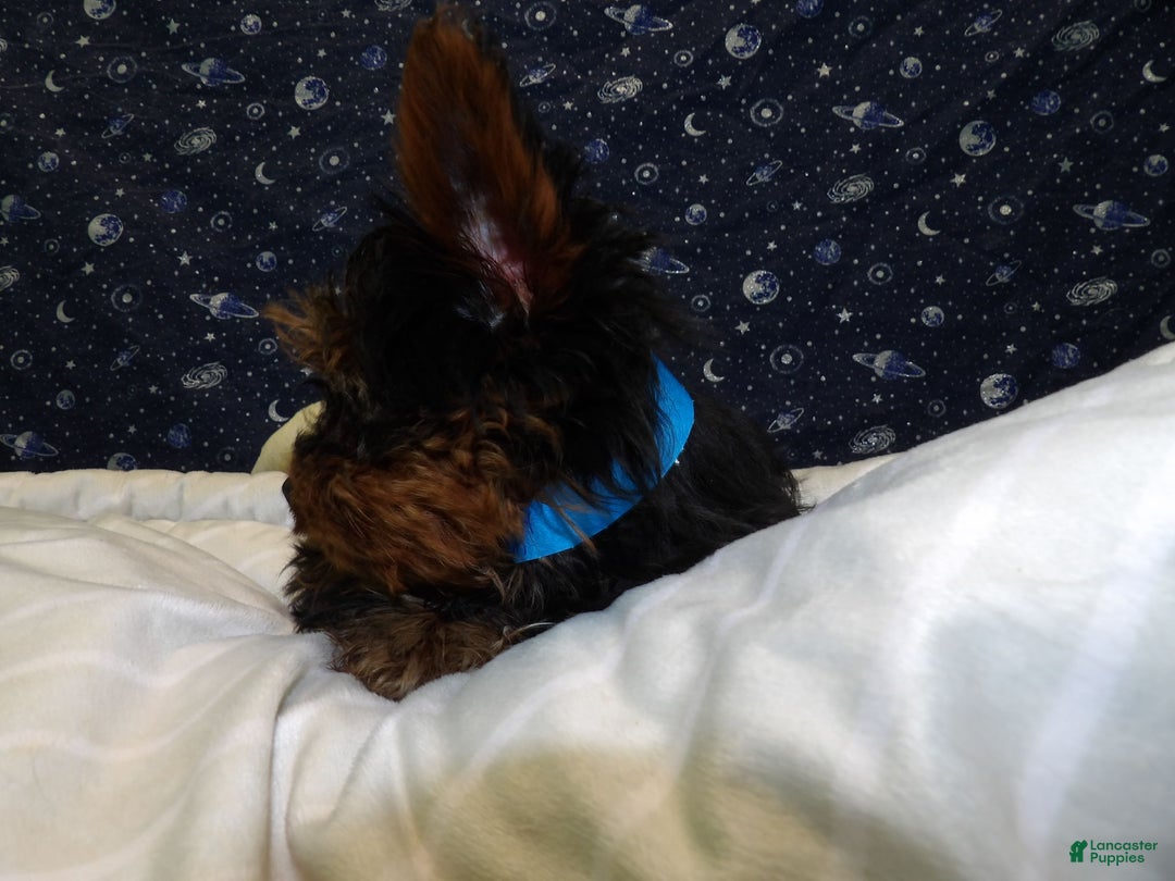 Yorkshire Terrier dogs for sale: Joey - Ad 7