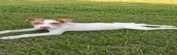 American Bulldog dogs for sale: American Bulldog male - Ad 2