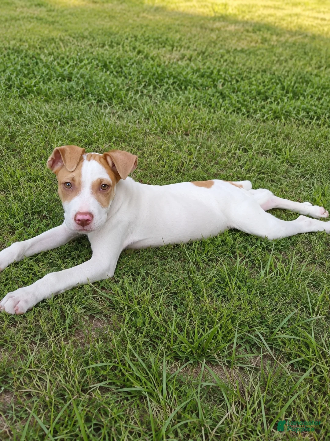 American Bulldog dogs for sale: American Bulldog male - Ad 2