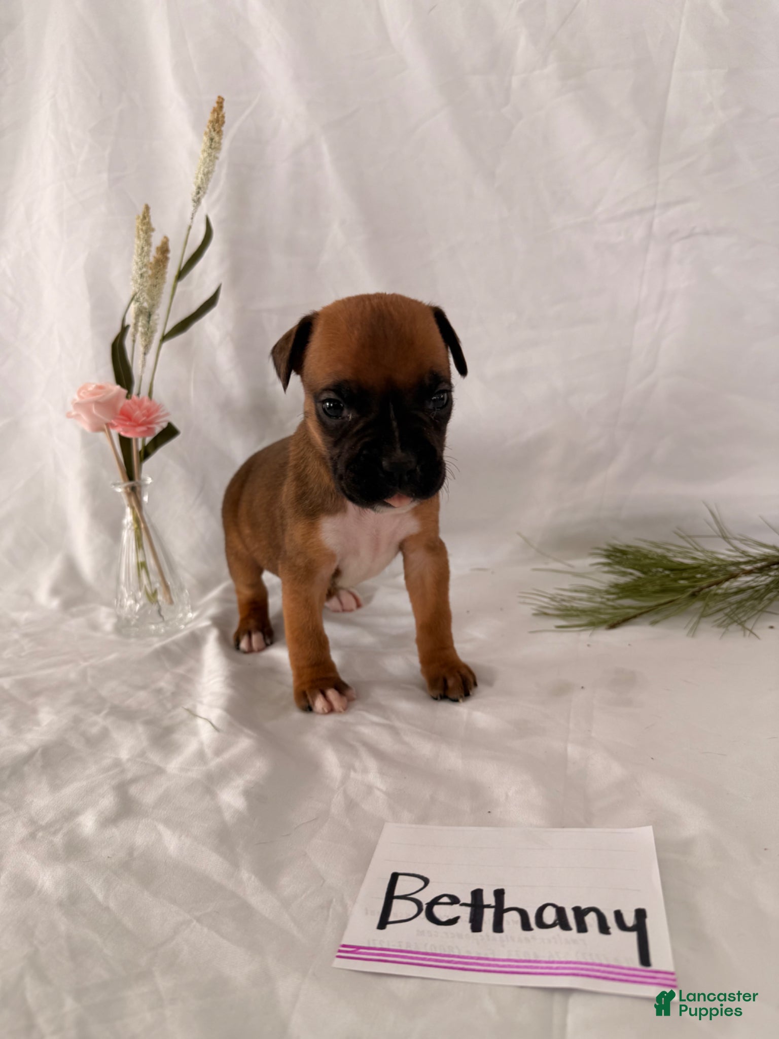 Boxer dogs Bethany - Ad 39