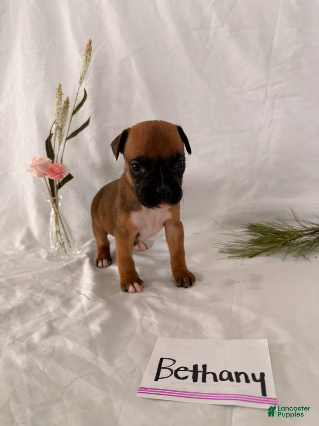 Boxer dogs for sale: Bethany - Ad 1