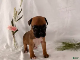 Boxer dogs Bethany - Ad 19