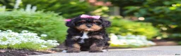 Cavapoo dogs for sale: Millie - Ad 3