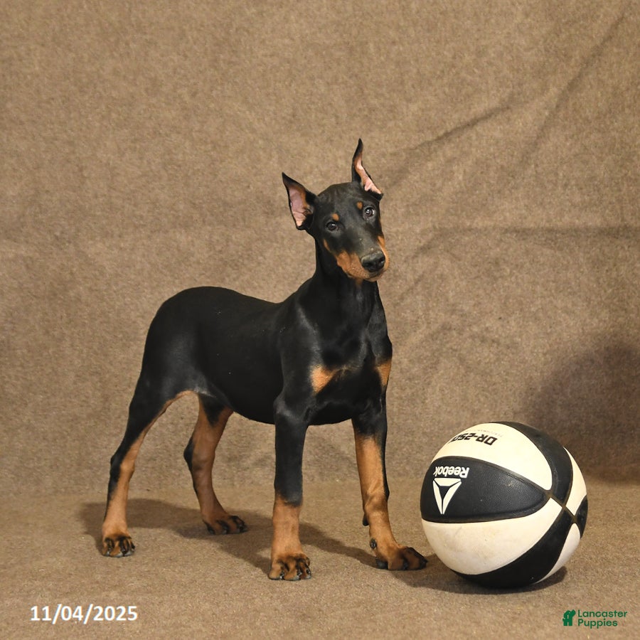 Doberman Pinscher dogs Bonnie - Ad 23