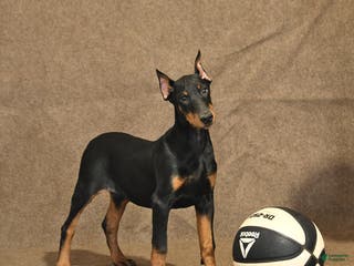 Doberman Pinscher dogs Bonnie - Ad 15