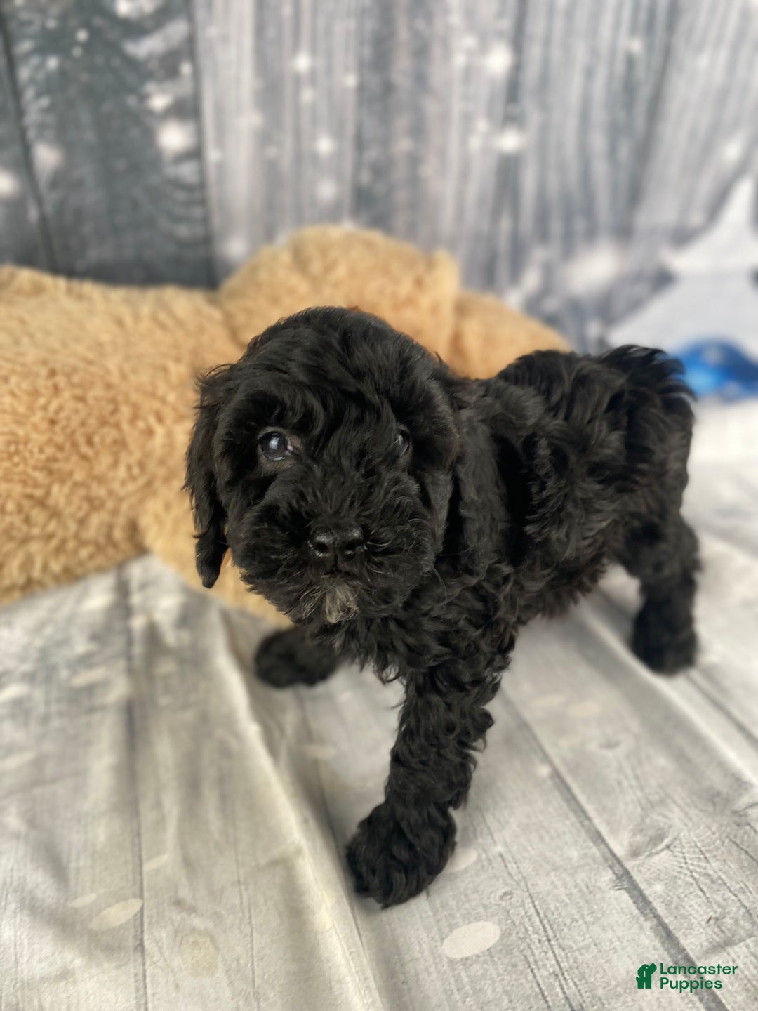 Cavapoo dogs for sale: Rusty - Ad 9