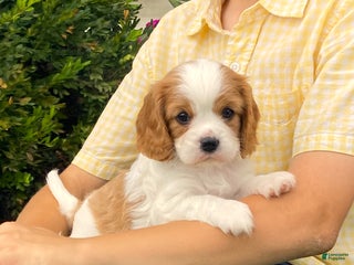 Cavalier King Charles Spaniel dogs - Ad 28