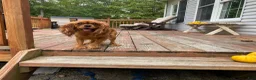 Cavapoo dogs for sale: Trixi - Ad 8