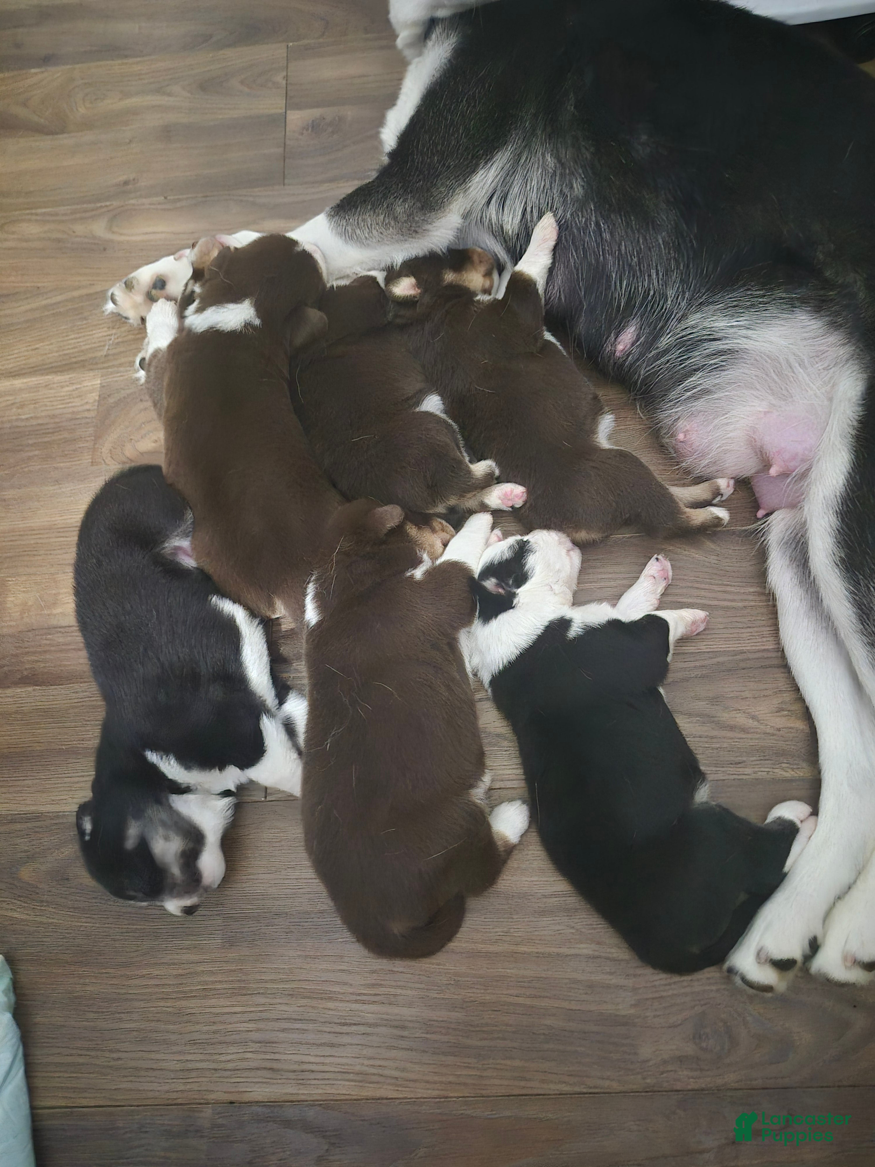 Mixed Breed dogs Mixed Breed 1 - Ad 23
