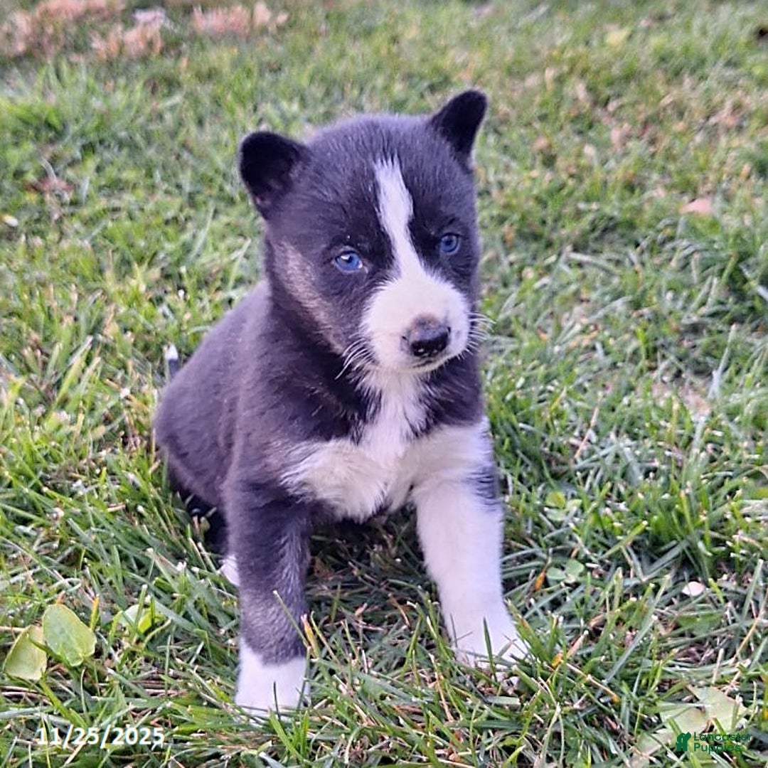 Gerberian Shepsky dogs for sale: Bella   - Ad 2