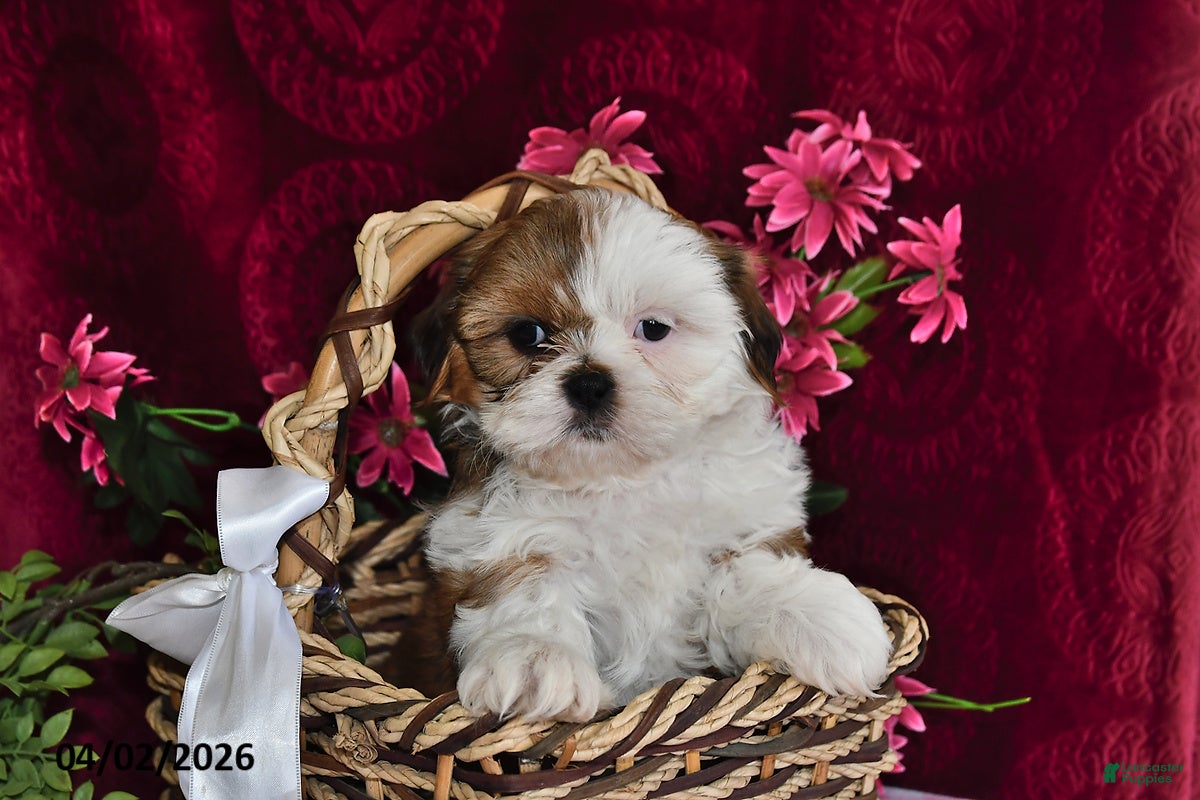 Shih Tzu dogs Lindsey - Ad 1