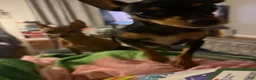 Chorkie dogs for sale: Chorkie 1 - Ad 4