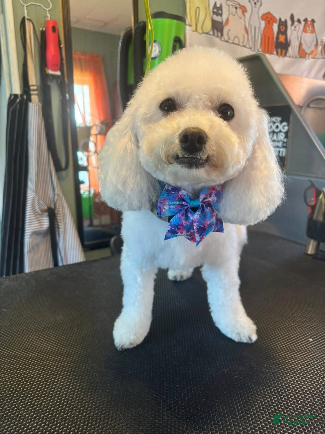 Bichon Frise dogs for sale: Bichon Frise Puppy 1 - Ad 2
