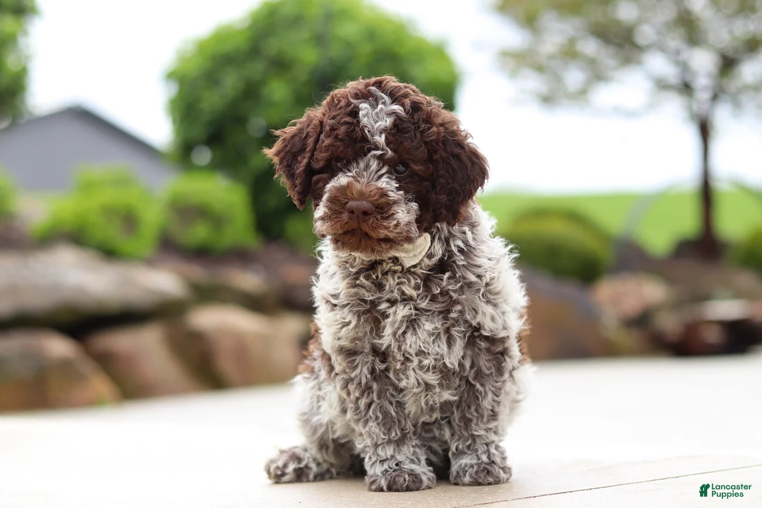 Lagotto Romagnolo dogs for sale: Bluey - Ad 2