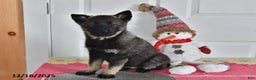 Norwegian Elkhound dogs for sale: Lucy - Ad 1