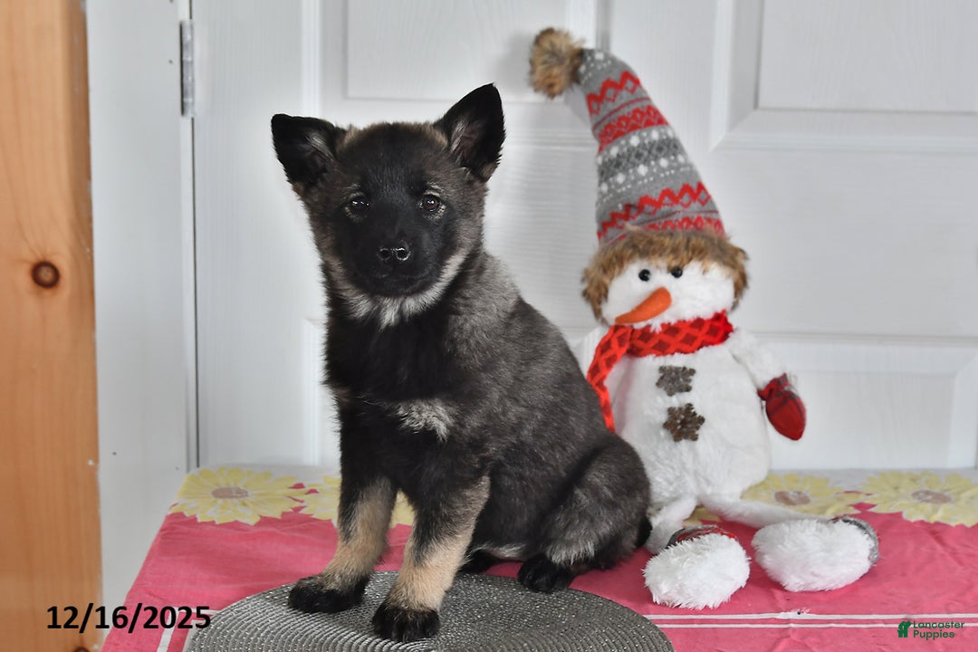Norwegian Elkhound dogs for sale: Lucy - Ad 1