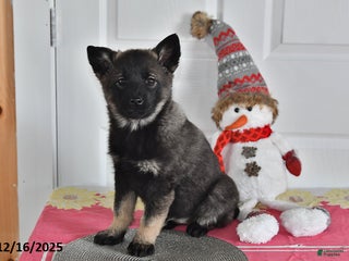 Norwegian Elkhound dogs Lucy - Ad 5