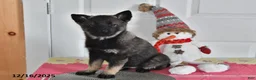 Norwegian Elkhound dogs for sale: Lucy - Ad 1